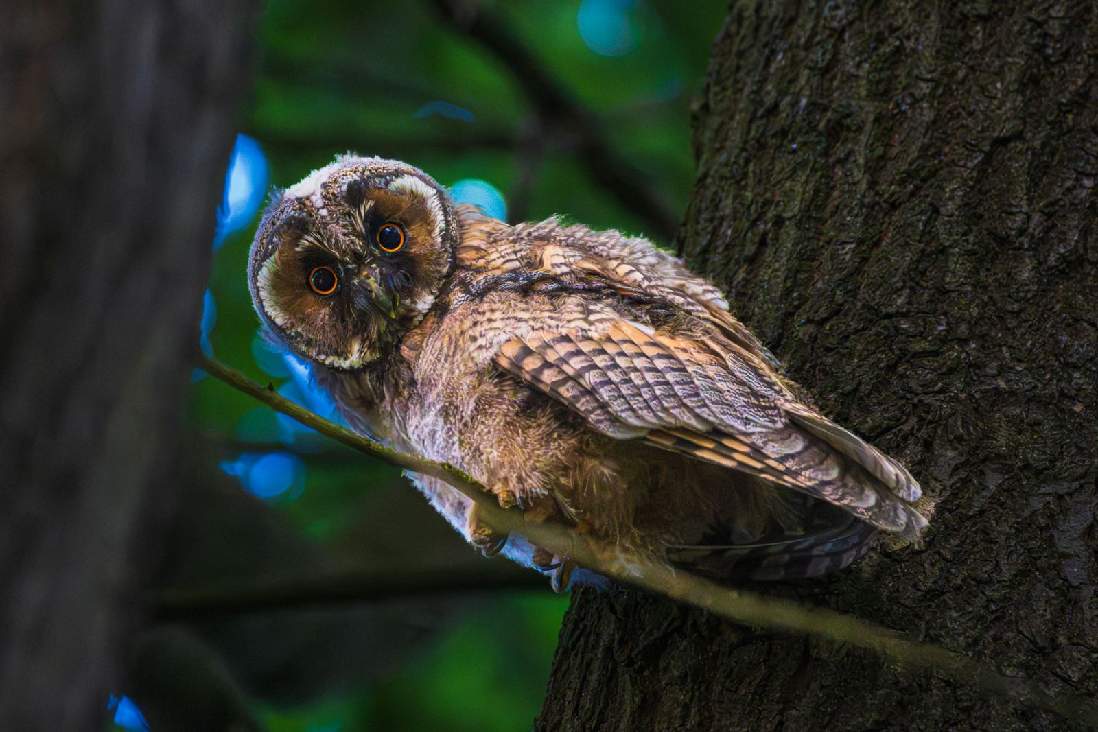 Wildlife