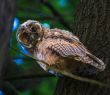 Wildlife