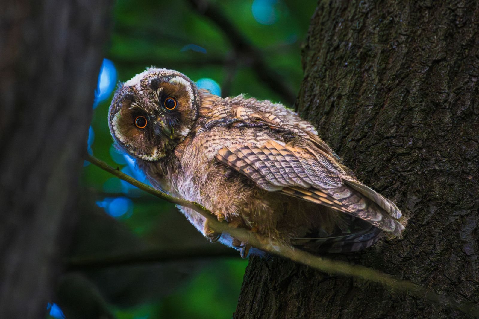 Wildlife